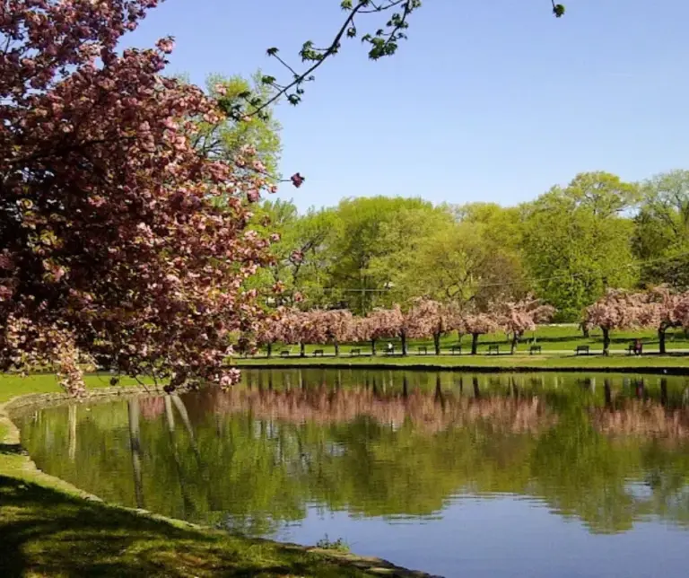 Scenic pond surrounded by cherry blossoms and lush greenery at Third Ward Park in Passaic’s East Side, ideal for a peaceful stroll or picnic.